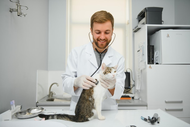 Homem veterinário ouvindo gato com estetoscópio durante a consulta na clínica veterinária