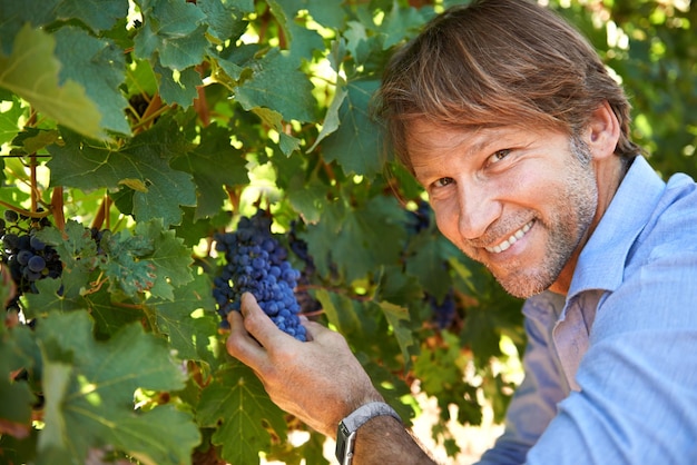 Homem-vinicultor e retrato com uvas no vinhedo para o crescimento da época de colheita e agricultura na fazenda Empresário de produção de vinhos e rosto para produtos vitícolas e produção de frutas na natureza