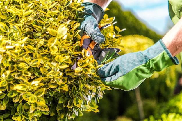 Homens a cortar plantas de jardim