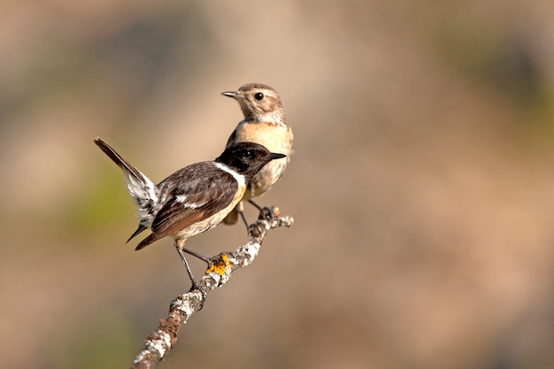 Homens e jovens de stonechat comum, pássaro canoro, pássaros, stonechat, Saxicola rubicola