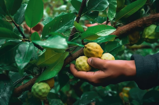 Homens recolhendo de mão guaiabas doces na Floresta Encantadora