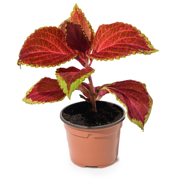 Foto homeplant coleus en una olla aislada