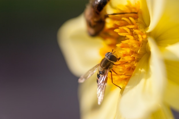 Honey Bee, BeeBee en una flor amarilla, Honeybee, Bee, recolecta miel.