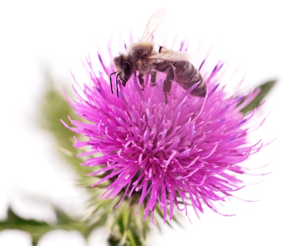 Honey Bee en flor rosa