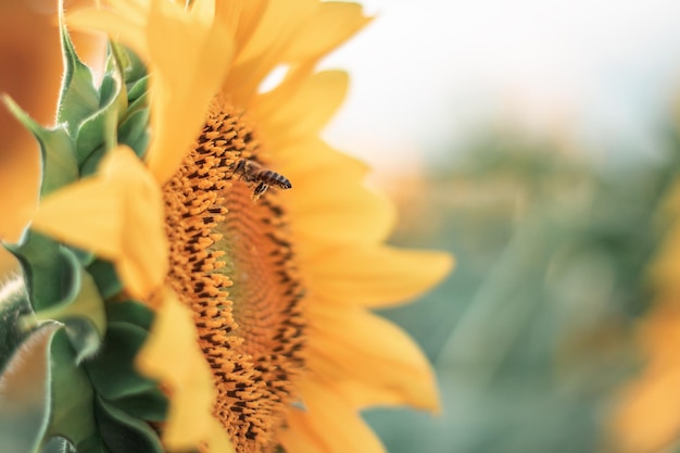 Foto honey bee polinizando o girassol campo de girassol em segundo plano foco seletivo