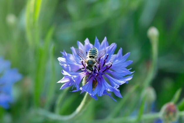 Honeybee está sentado sobre un aciano azul