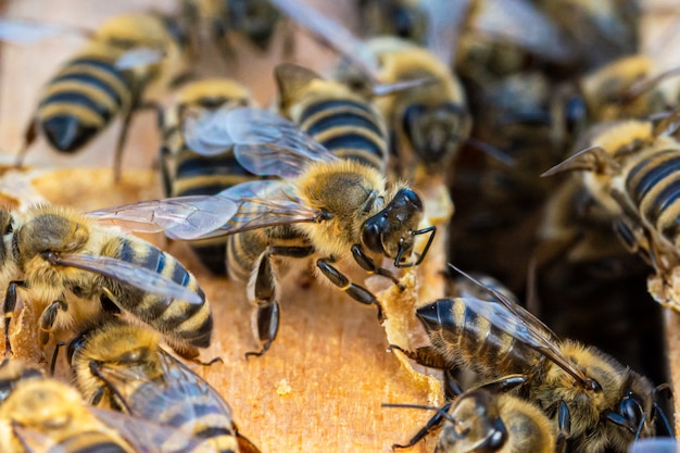 HoneyBee Makroaufnahme innerhalb der Wabe