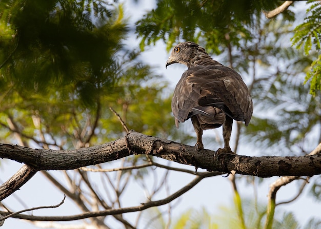 Honeybuzzard Oriental