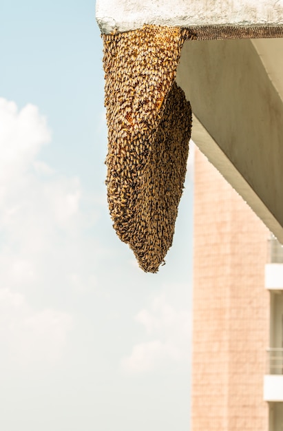 Foto honeycomb se está aferrando al gran edificio.