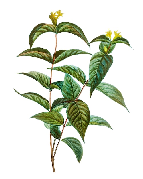 Honeysuckle des nördlichen Busches durchsichtig png