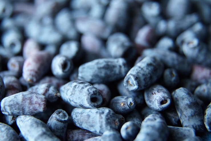 Honeysuckle Lonicera caerulea berry cosecha fondo de alimentos Blue madreselva bayas closeup