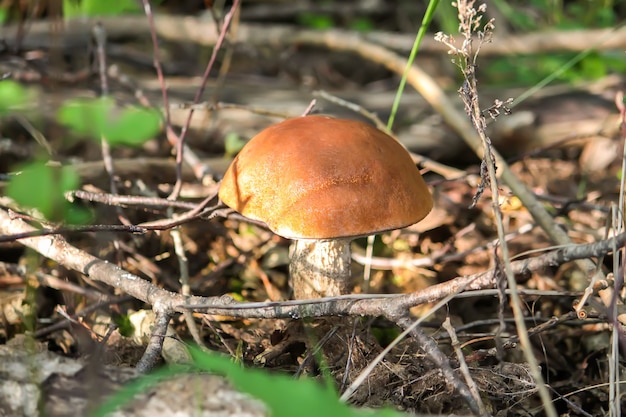 El hongo de abedul de copa naranja crece en el bosque salvaje.