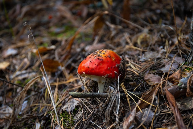 Hongo agárico de mosca en el bosque de otoño escondido debajo de las hojas