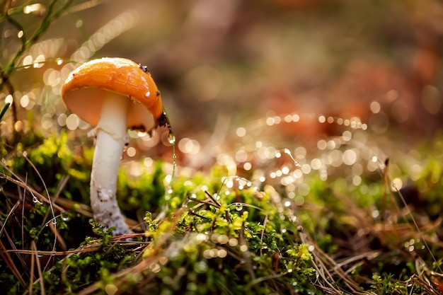 Hongo agárico de mosca en un bosque soleado bajo la lluvia. Amanita muscaria, comúnmente conocida como agárico de mosca o amanita de mosca, es un hongo basidiomiceto, uno de los muchos del género Amanita.