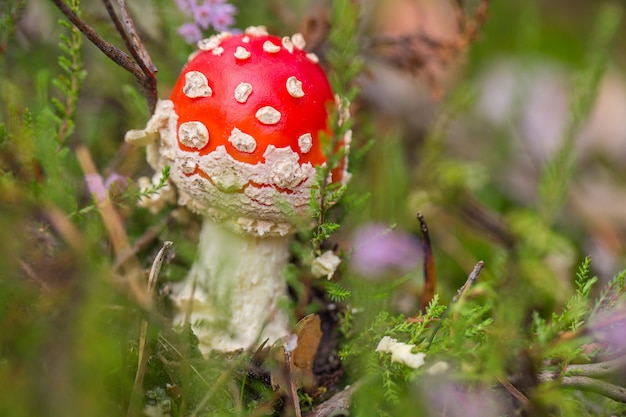 Hongo agárico de mosca en el bosque