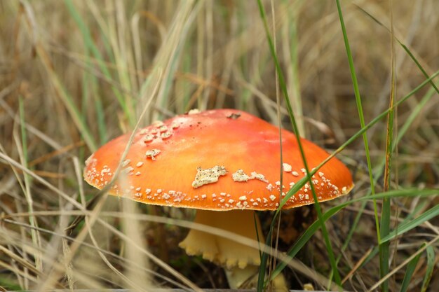 Hongo agárico de mosca fresca en pasto del bosque