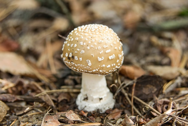 Hongo agárico de mosca gris en las hojas de otoño