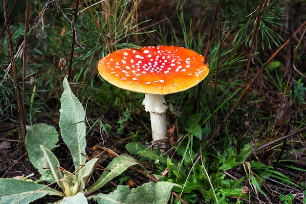 Hongo agárico de mosca roja o seta que crece en el bosque