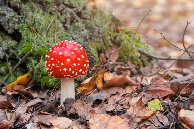 Hongo agárico de mosca roja o seta que crece en el bosque