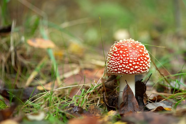 El hongo agárico de mosca venenoso con gorra roja en puntos blancos crece en el bosque otoñal