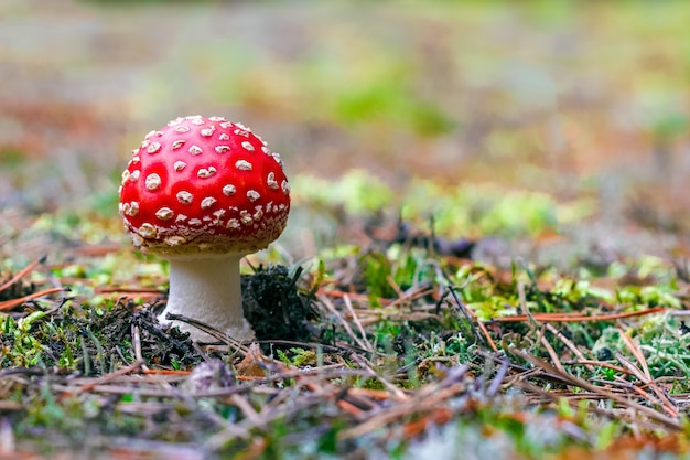 Hongo agárico mosca venenoso rojo en el bosque