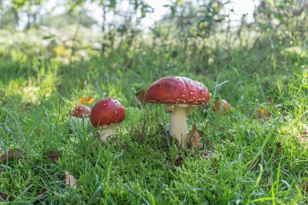 Hongo Amanita, agárico de mosca (Amanita muscaria)