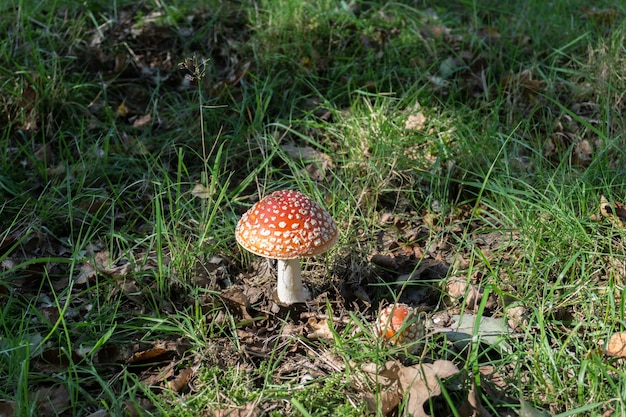 Hongo Amanita, agárico de mosca (Amanita muscaria)