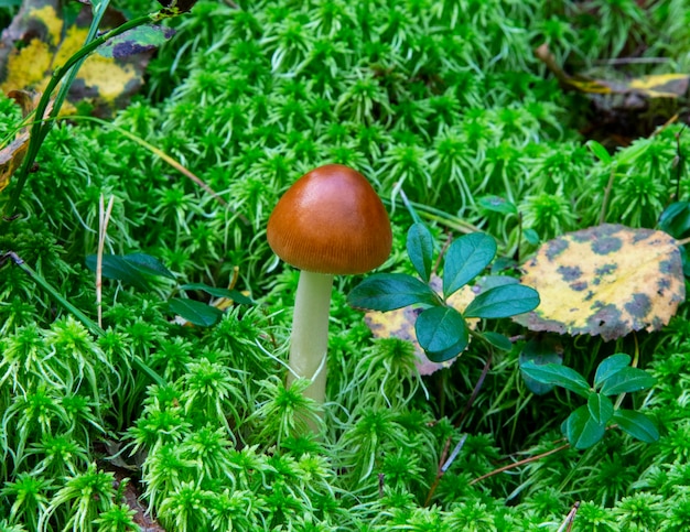 Hongo Amanita fulva, también conocido como grisette leonado. hongo comestible