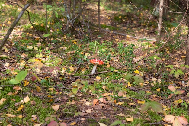 Hongo Amanita muscaria, un hongo rojo joven crece en el bosque en otoño. Hongo alucinógeno venenoso, tratamiento de gusanos para animales salvajes