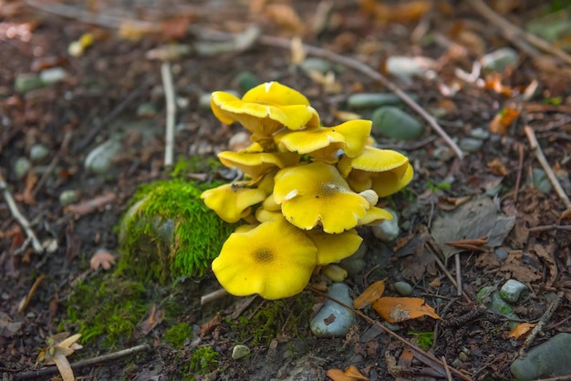 Un hongo amarillo está sobre una roca cubierta de musgo.
