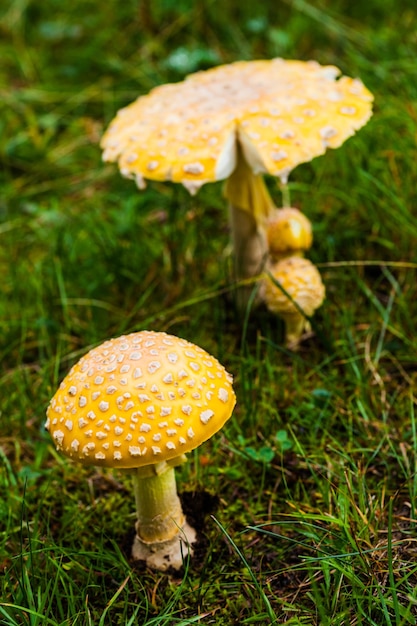 Hongo amarillo venenoso en la naturaleza