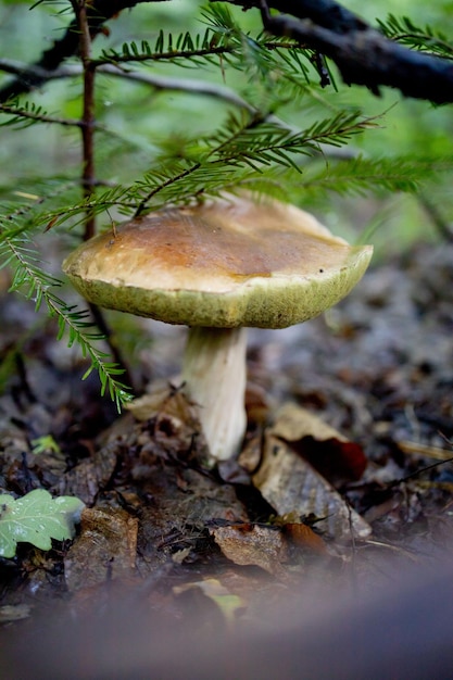 Hongo blanco en el bosque Un hongo con una gorra marrónBoletus Mushroom