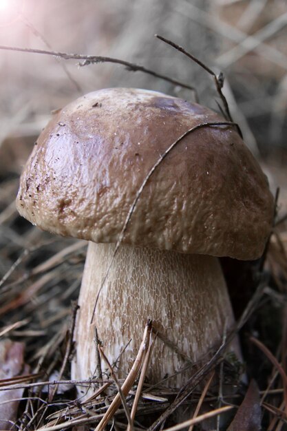 El hongo blanco crece en el bosque