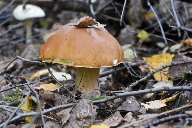 Hongo blanco debajo de los árboles