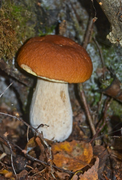 Hongo blanco debajo de los árboles