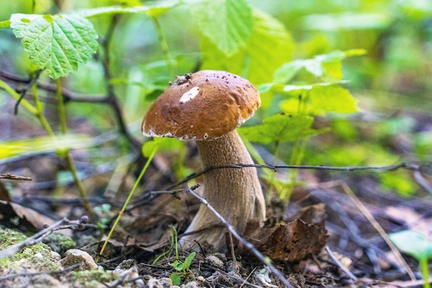 Un hongo blanco joven en la hierba en un claro del bosque