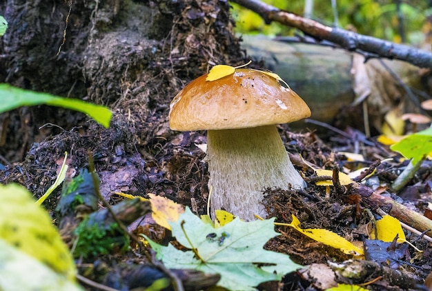 Foto un hongo blanco con una pierna fuerte en un bosque húmedo