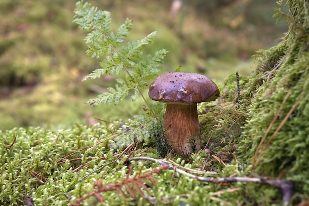 El hongo bolete de pino silvestre se encuentra en medio de un entorno exuberante rodeado de los vibrantes tonos verdes del musgo