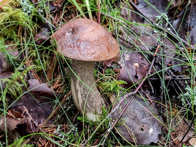 Un hongo boletus en crecimiento Micelio fúngico en musgo en un bosque Setas bolete grandes en la naturaleza Temporada de cosecha de hongos Plantas de hongos