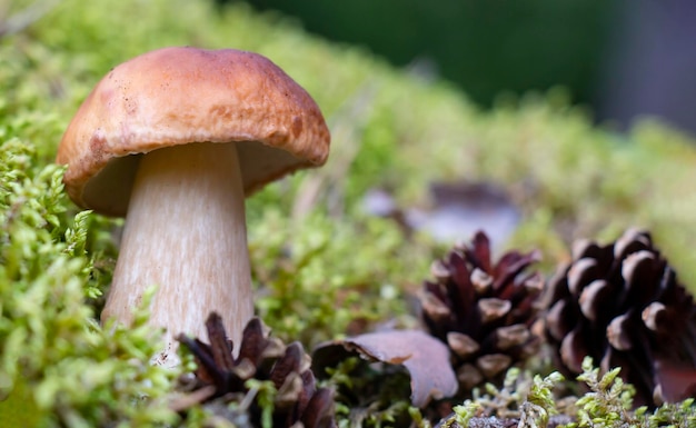 Hongo Boletus edulis blanco en el bosque en musgo con conos en otoño