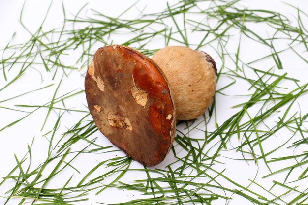 el hongo boletus edulis