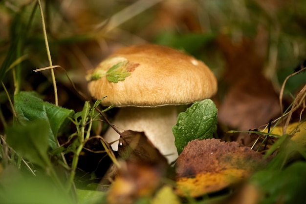 El hongo boletus o porcini crece en el bosque de otoño