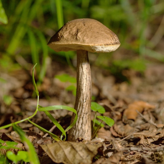 Hongo boletus que crece en el bosque