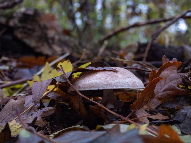 hongo en el bosque bajo las hojas