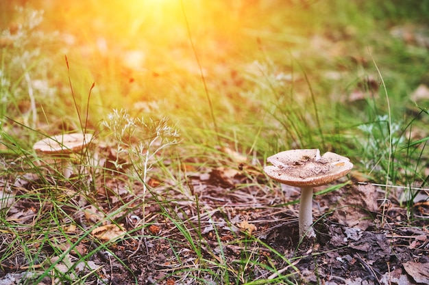 Hongo en el bosque con luz solar brillante