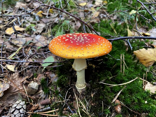 Foto un hongo del bosque que crece entre las hojas caídas en el bosque