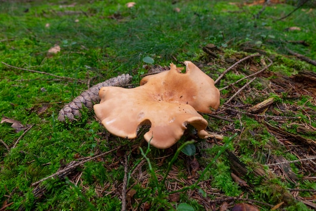 Foto un hongo del bosque que crece entre las hojas caídas en el bosque