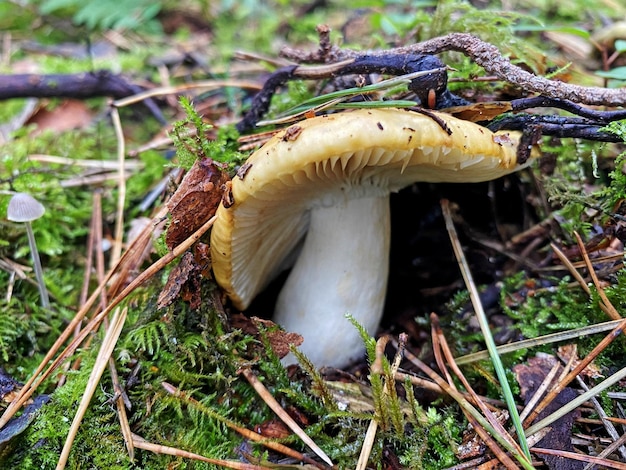 Foto un hongo del bosque que crece entre las hojas caídas en el bosque