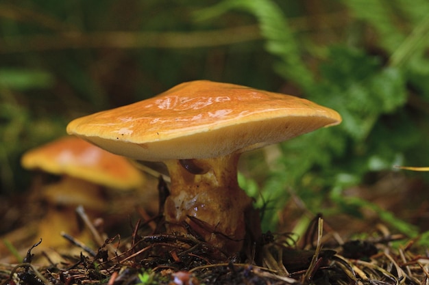 hongo en el bosque sobre hierba