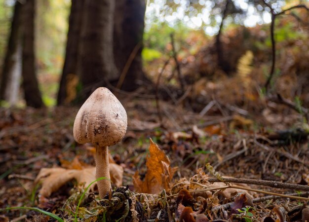 Hongo en un bosque soleado